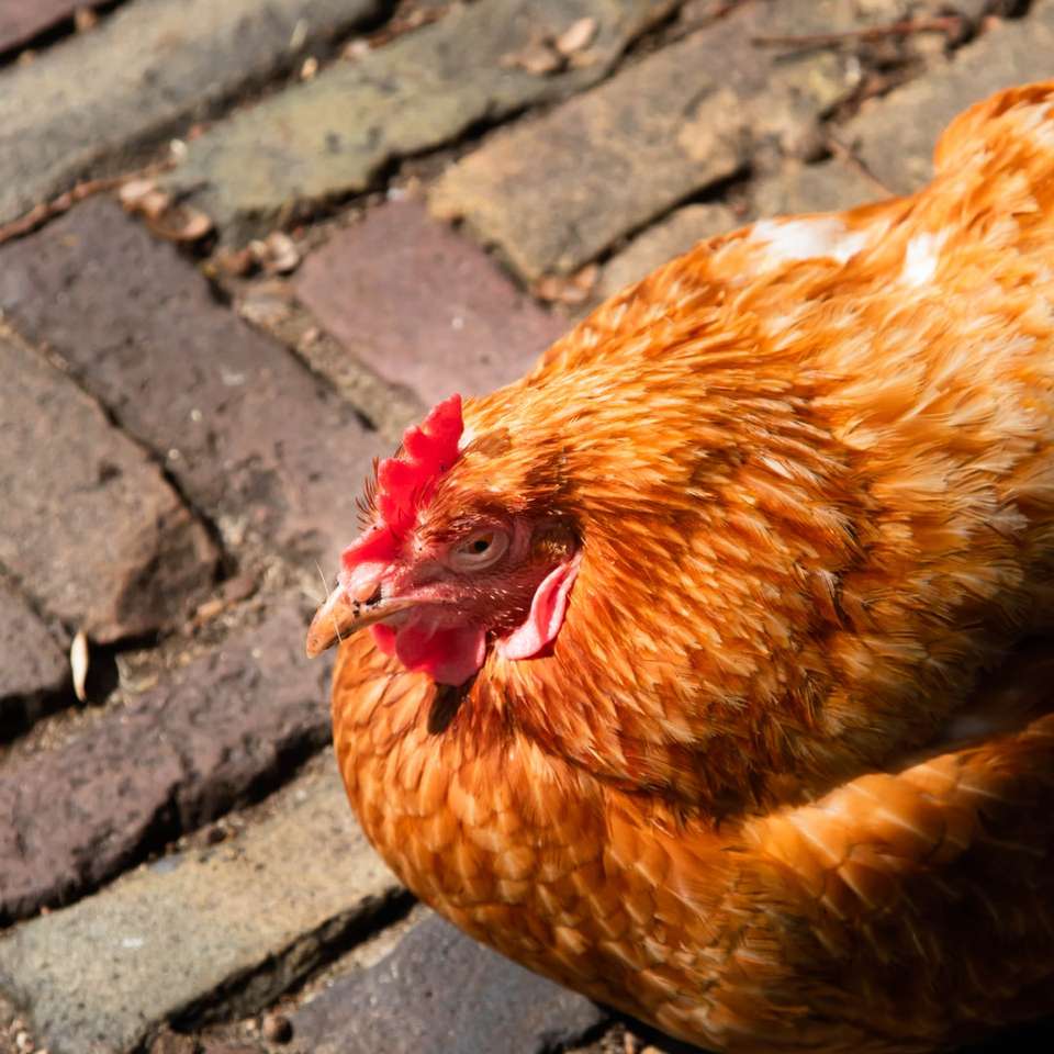 κοτόπουλο απολαμβάνοντας τον ήλιο συρόμενο παζλ online