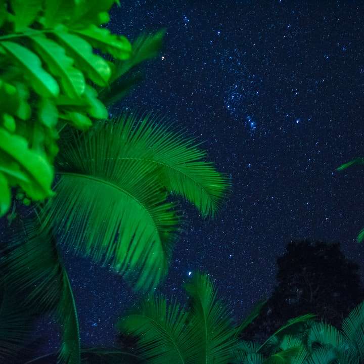 Noites estreladas da Costa Rica! puzzle deslizante online