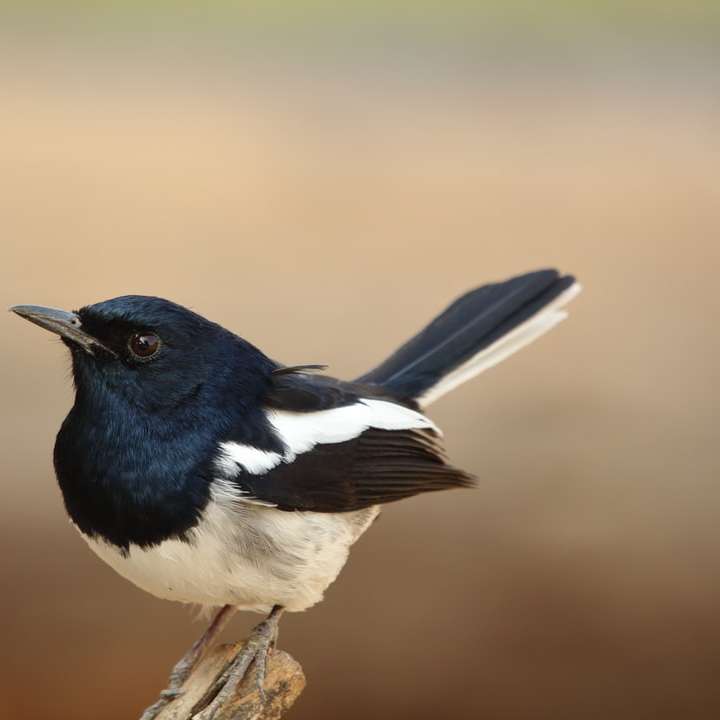 Liten fågel - Skata Robin glidande pussel online