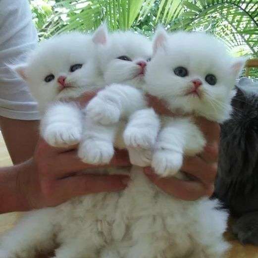 drei weiße Kätzchen Online-Puzzle