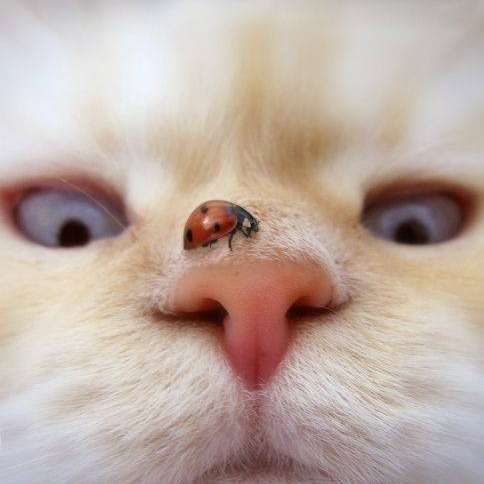weißes Kätzchen mit einem Marienkäfer in der Nase Schiebepuzzle online
