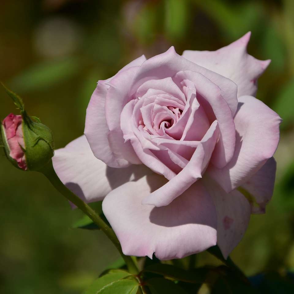 τριαντάφυλλο με απαλό μωβ χρώμα online παζλ