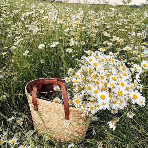 basket with chamomiles on the lawn sliding puzzle online