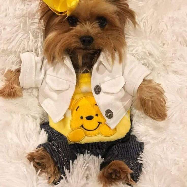 Yorkies in yellow clothes sliding puzzle online