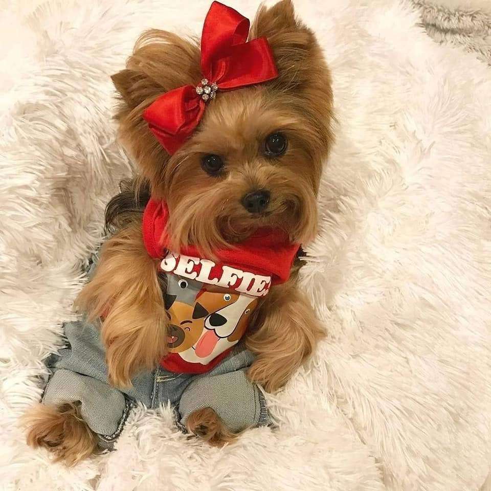 Yorkie with red dress online puzzle