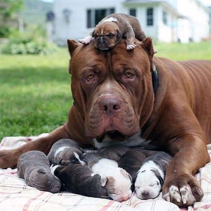 mom and her puppies sliding puzzle online