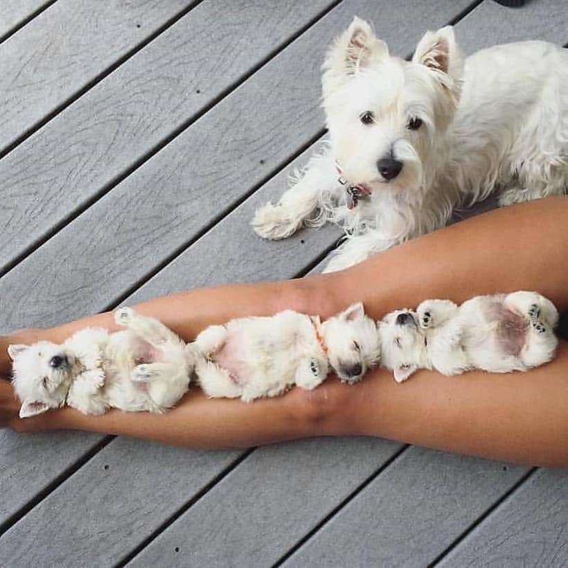 ein kleiner weißer Hund mit noch kleineren Welpen Schiebepuzzle online
