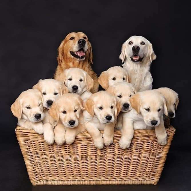 basket with retrievers online puzzle