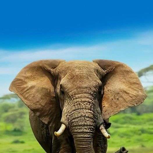 grote lopende olifant schuifpuzzel online
