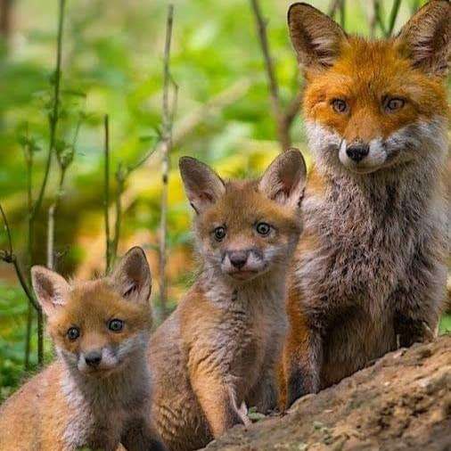 fox family online puzzle
