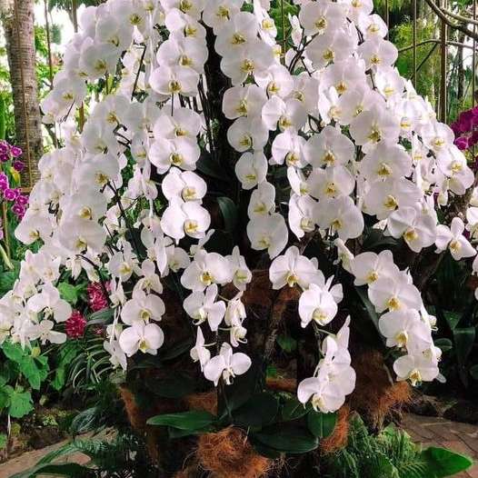 Orquídea blanca ........... puzzle deslizante online