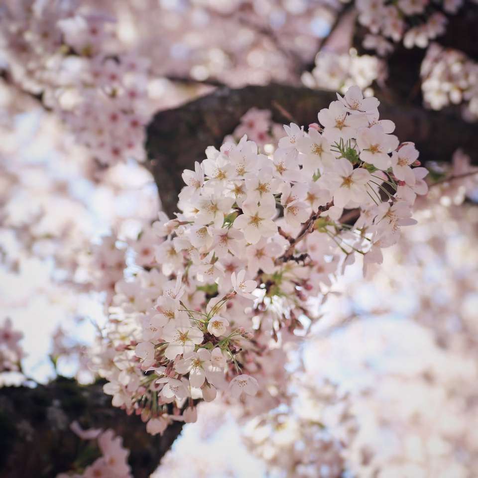 white cherry blossom in bloom during daytime sliding puzzle online