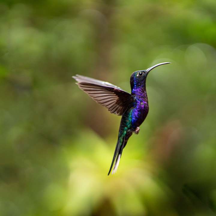 Piękny koliber w Kostaryce puzzle przesuwne online