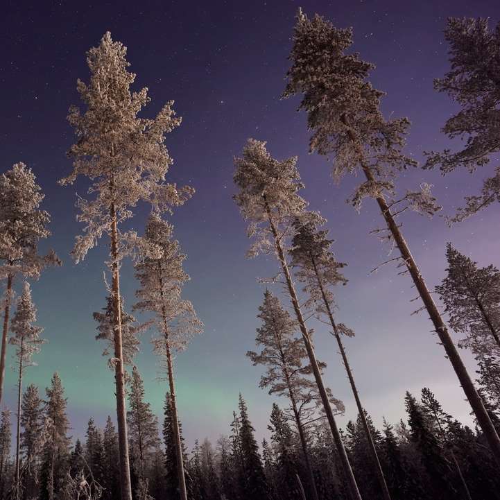 copaci de pădure în timpul nopții alunecare puzzle online