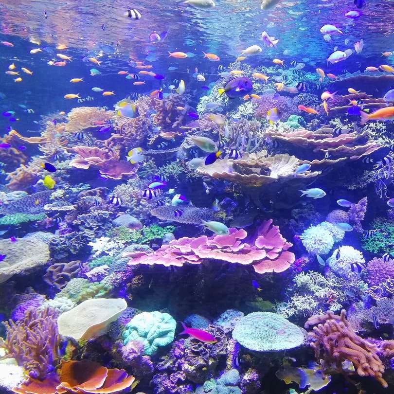 σχολείο ψαριών σε κοράλλια online παζλ