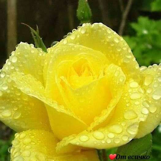 vacker gul ros Pussel online