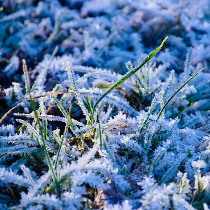 grünes Gras mit Schnee bedeckt Online-Puzzle