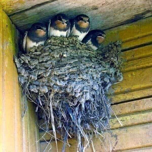 nest with swallows under the roof sliding puzzle online