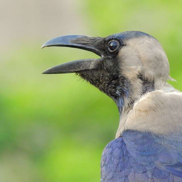 flache Fokusfotografie des grauen und blauen Vogels Schiebepuzzle online