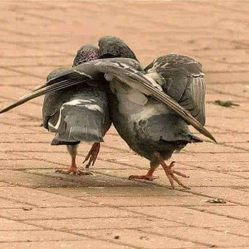 обійми закоханих голубів розсувний пазл онлайн