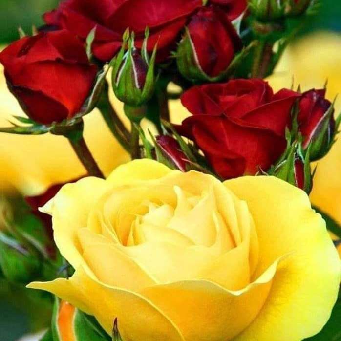 świeże róże - żółte i czerwone puzzle online