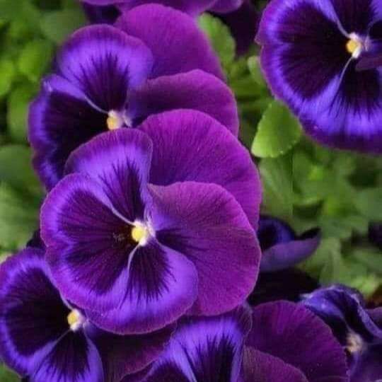delicate paarse viooltjes online puzzel