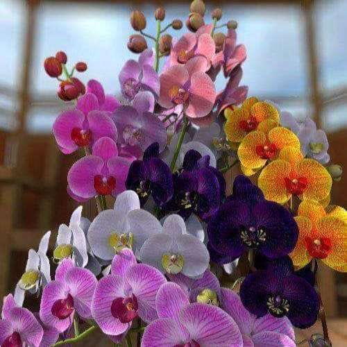 orchideje různých barev posuvné puzzle online