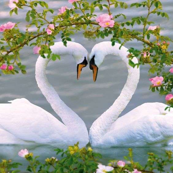 two swans - one heart online puzzle