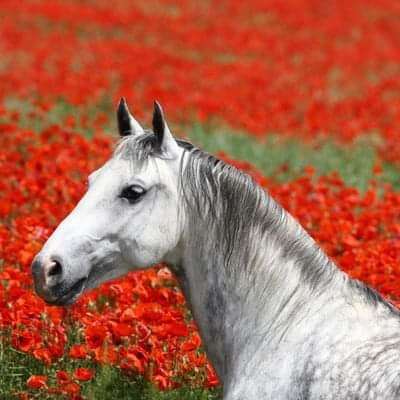 szürke ló egy réten, piros virágokkal csúszó puzzle online