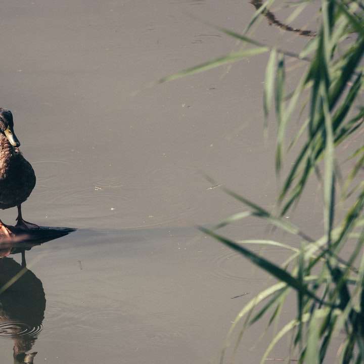 коричневая утка на воде в дневное время онлайн-пазл