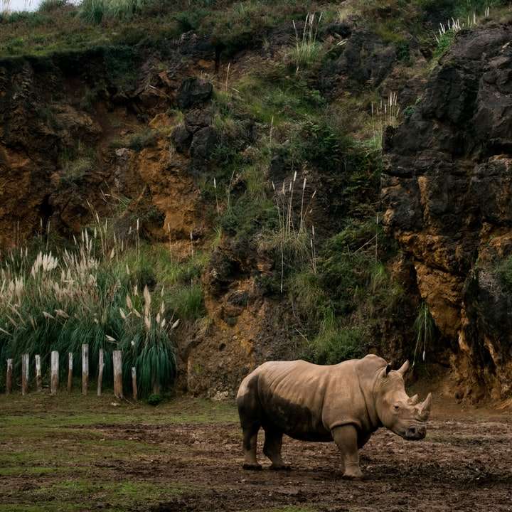 Rhinocéros gris debout sur la boue près de la falaise puzzle coulissant en ligne