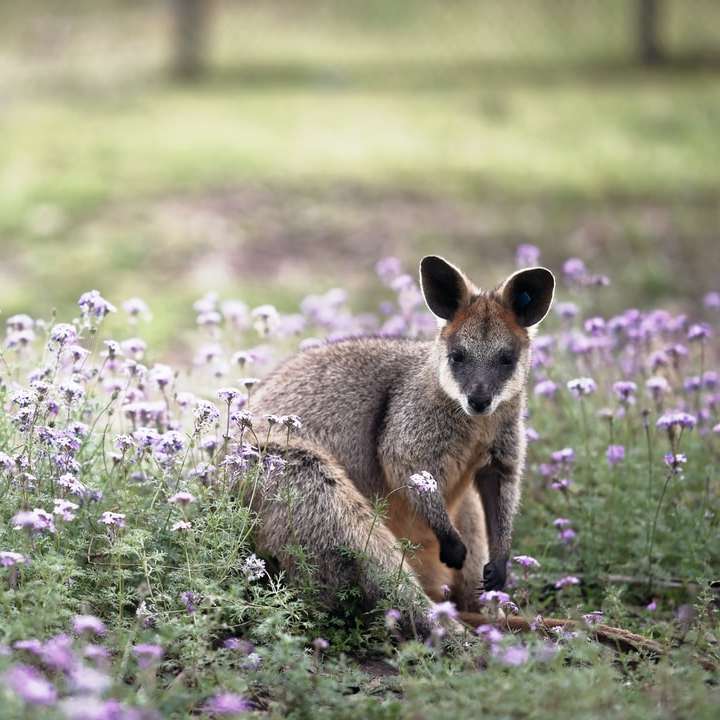 Frumoasă poză wallaby alunecare puzzle online
