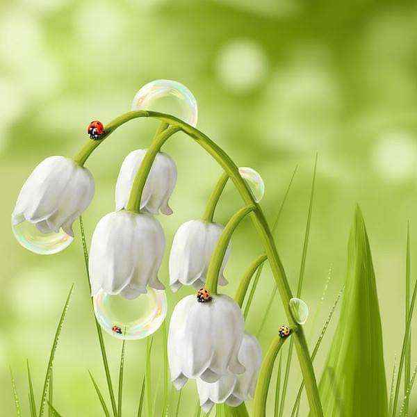 lily of the valley with morning dew online puzzle