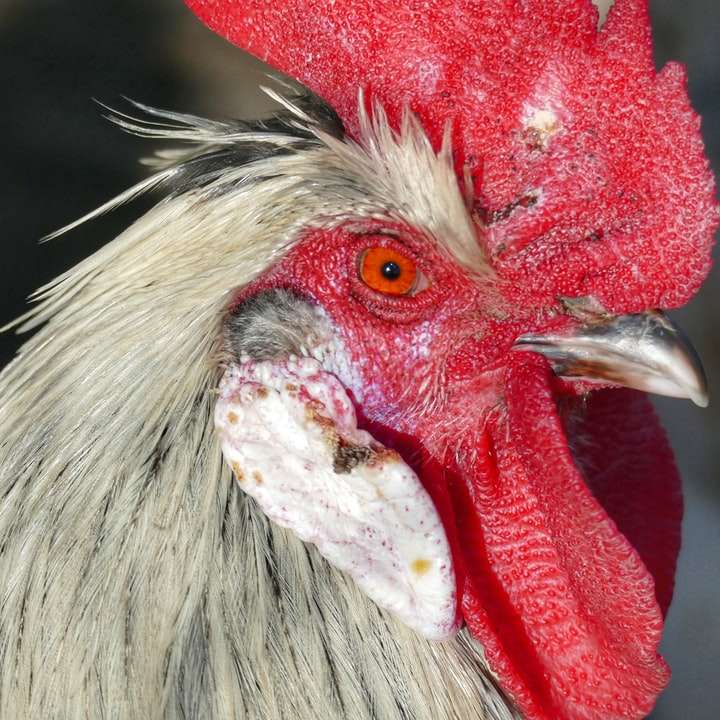 vörös és fehér kakas feje online puzzle