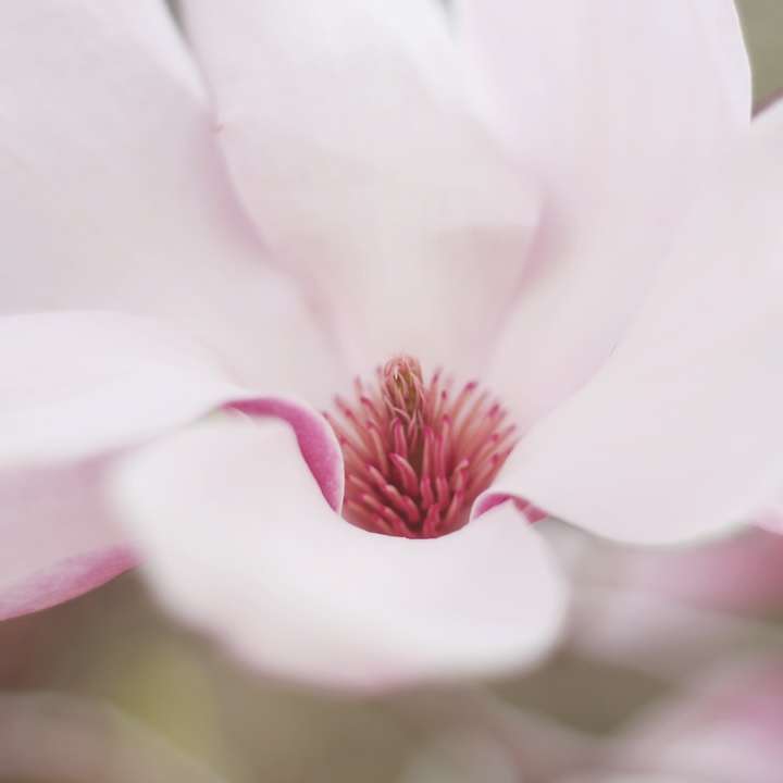 Zarte rosa Blume Schiebepuzzle online