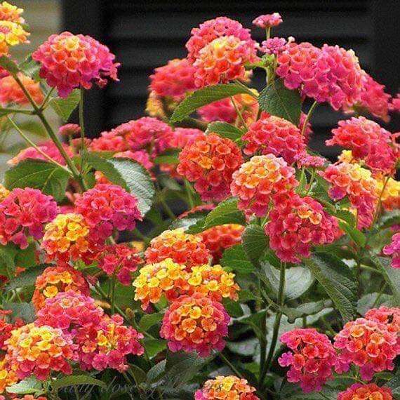 kitschy λουλούδι με φλογερά χρώματα online παζλ