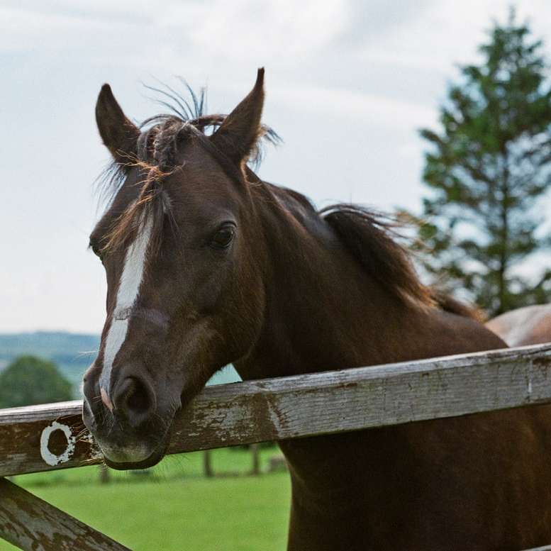 brązowy koń na zielonym polu trawy w ciągu dnia puzzle online
