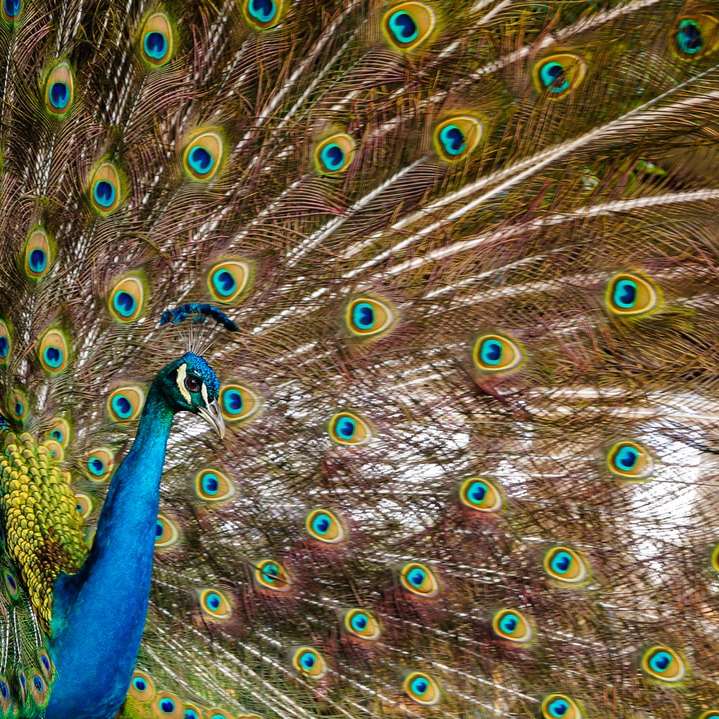 Male Peacock sliding puzzle online