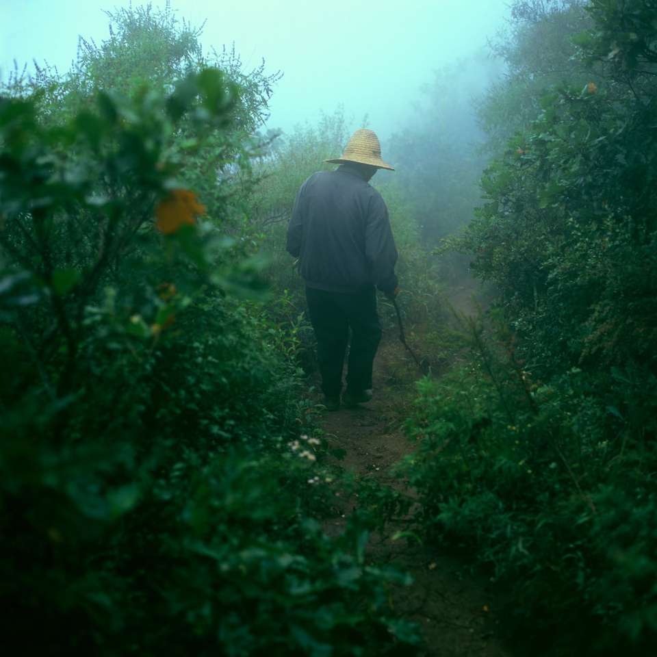 човек, който се разхожда в храсти с мъгла плъзгащ се пъзел онлайн