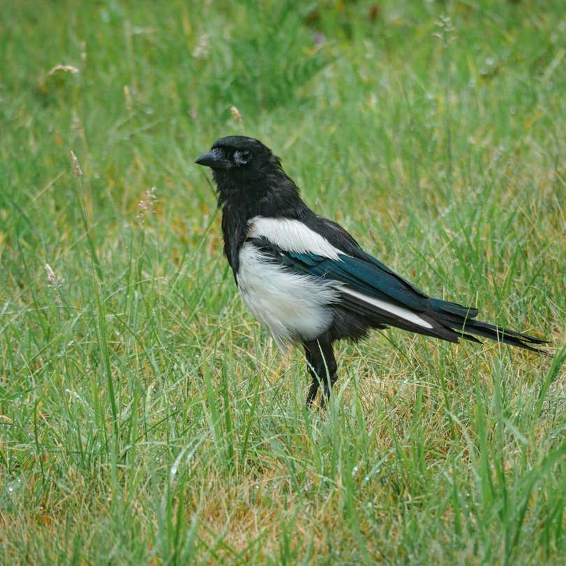 černobílý pták na zelené trávě během dne online puzzle