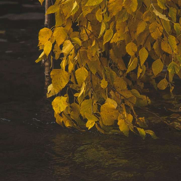 folhas amarelas e marrons na água puzzle deslizante online