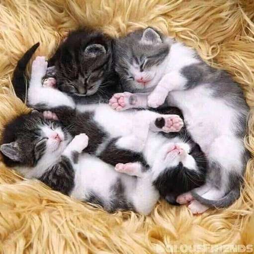 ball of kittens sliding puzzle online