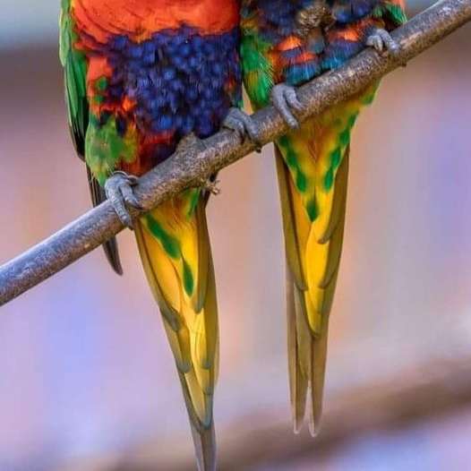 barevné papoušky online puzzle