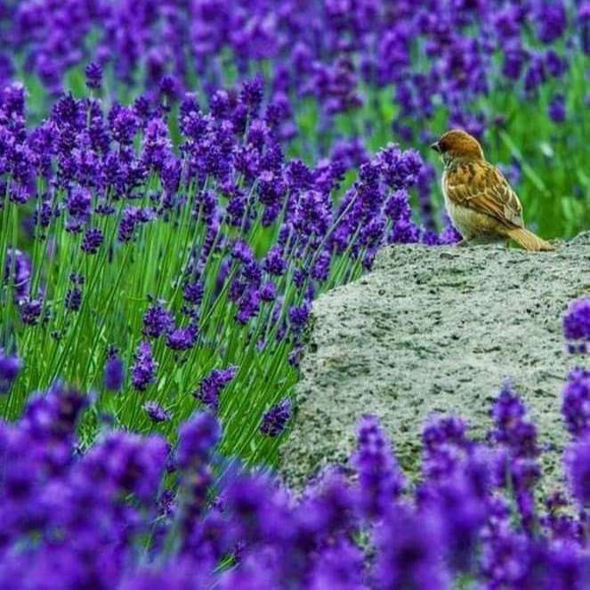fågel på en äng med lila blommor Pussel online