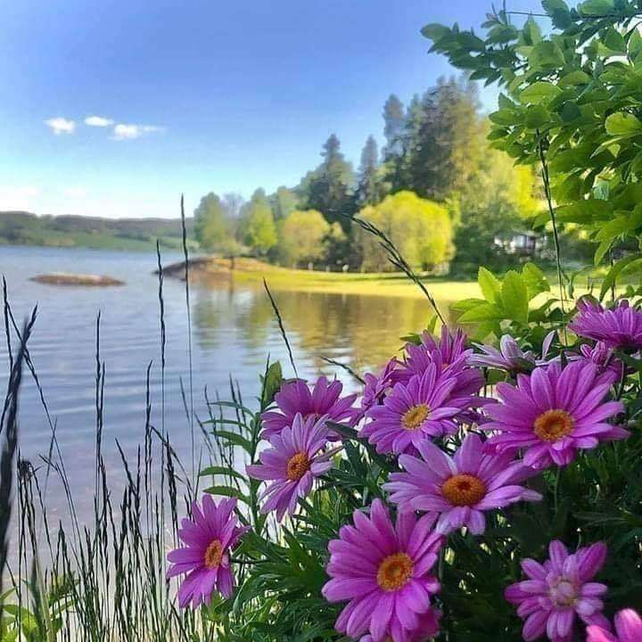 lindas flores perto do rio puzzle deslizante online