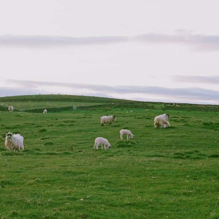 Troupeau de moutons sur champ d'herbe verte pendant la journée puzzle en ligne