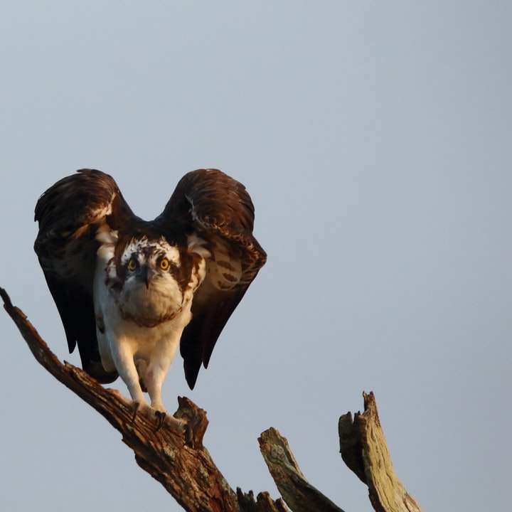 Απογείωση πουλιών - Osprey online παζλ