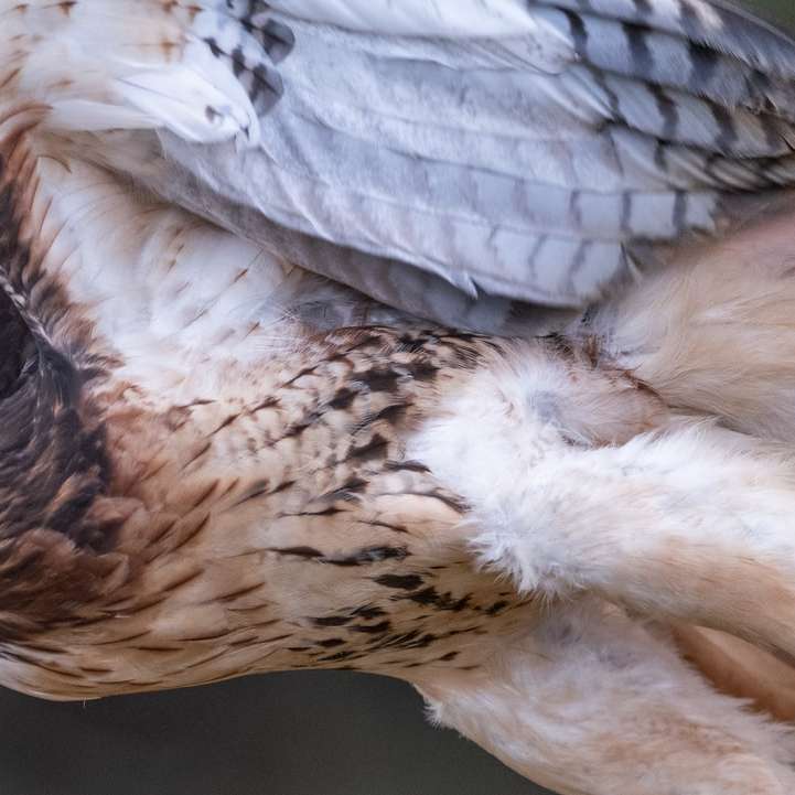 Red-tailed hawk sliding puzzle online