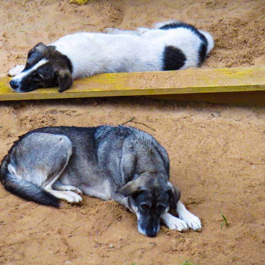 Тъжни кучета, лежащи един до друг плъзгащ се пъзел онлайн