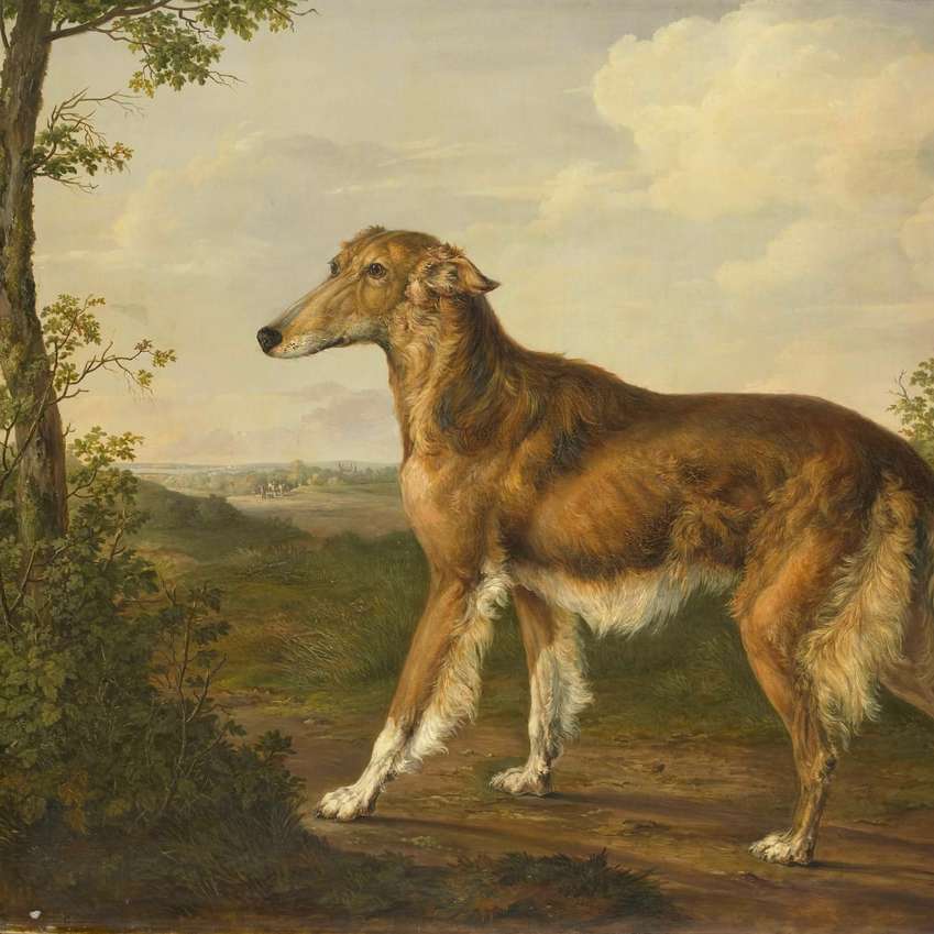 коричнево-белая длинношерстная собака на коричневом песке онлайн-пазл